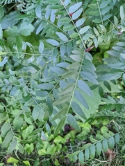 Gleditsia triacanthos