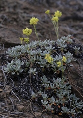 Eriogonum libertini