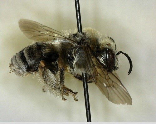 iNaturalist observation photo of Apine Bees