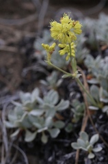 Eriogonum libertini