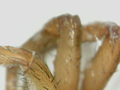 Ctenidae