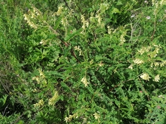 Astragalus membranaceus
