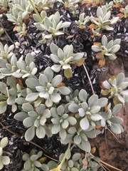Eriogonum libertini
