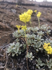 Eriogonum libertini