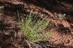Cymopterus anisatus