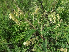 Astragalus membranaceus