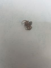 Ctenidae