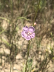 Agalinis maritima grandiflora