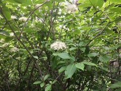 Viburnum cassinoides image