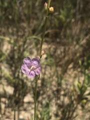 Agalinis maritima grandiflora