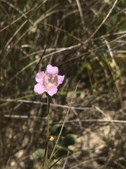 Agalinis maritima grandiflora