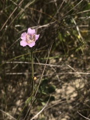 Agalinis maritima grandiflora