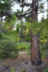 Calocedrus
