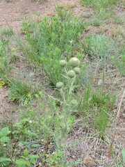 Cirsium canescens