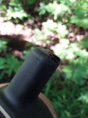 Mathildana newmanella