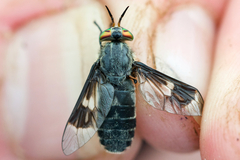 Chrysops mitis