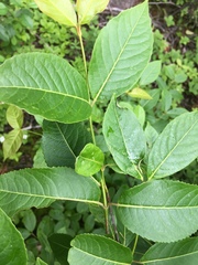 Viburnum cassinoides image