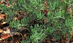 Monistria pustulifera