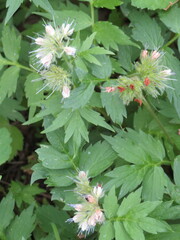 Hydrophyllum fendleri