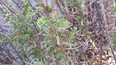 Deinandra minthornii