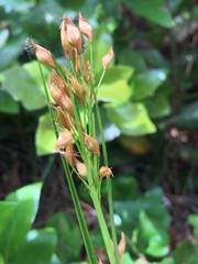 Rhynchospora megalocarpa