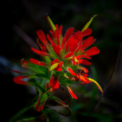 Castilleja pruinosa