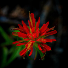 Castilleja pruinosa