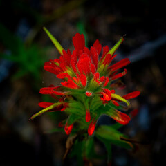 Castilleja pruinosa