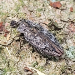 Chrysobothris dentipes