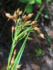 Rhynchospora megalocarpa