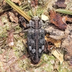 Chrysobothris dentipes