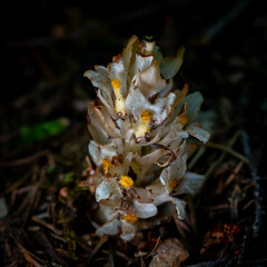 Pityopus californicus