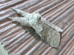 Calliteara pudibunda