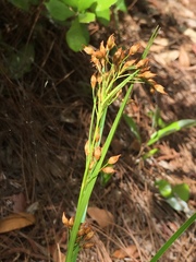 Rhynchospora megalocarpa