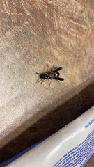 Ancistrocerus spinolae