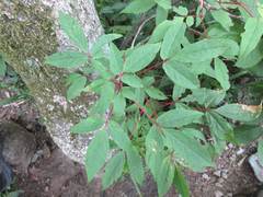 Acer mandshuricum