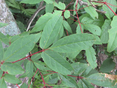 Acer mandshuricum