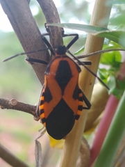 Sephina vinula