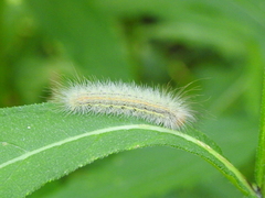 Cisseps fulvicollis