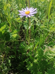 Aster alpinus