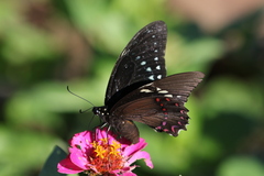 Papilio menatius