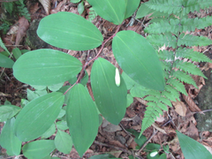 Polygonatum lasianthum