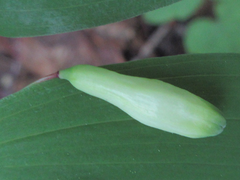 Polygonatum lasianthum