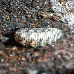 Lapposyrphus