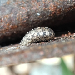 Lapposyrphus