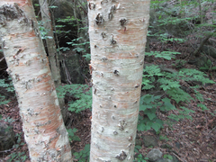 Betula costata