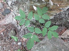 Betula costata