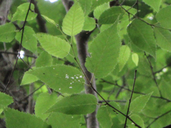 Betula costata