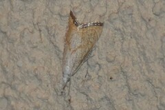 Haimbachia placidellus