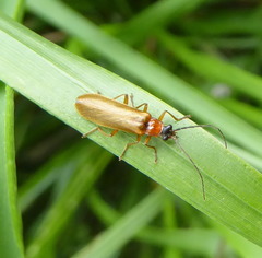 Rhagonycha nigriceps